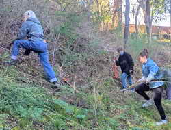 Weed warriors clear fire-prone French broom at Tilden