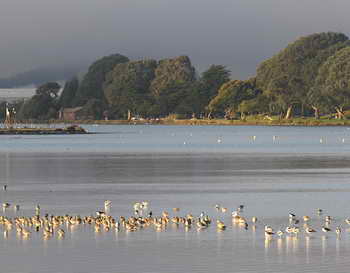 Wintering birds at Aquatic Park's main lagoon