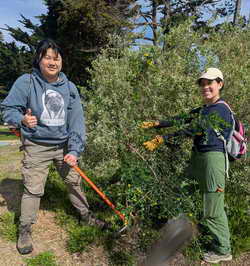 Interns removing broom at Shorebird Park