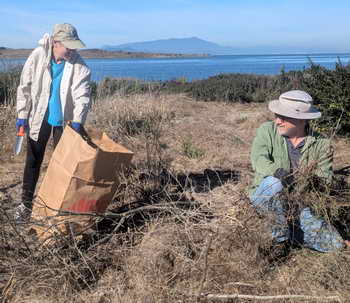 Volunteers remove ice plant in the North Basin Strip