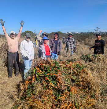 Pulling out ice plant in the North Basin Strip