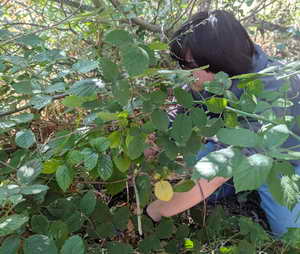 Volunteer removing blackberry, Cerrito Creek