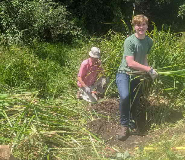 Weed warriors dig out invasive Carex pendula
