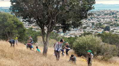 Volunteers pulling out small broom seedlings in meadow